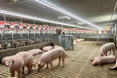 把握養豬業的黃金機會，成就你的創業夢想