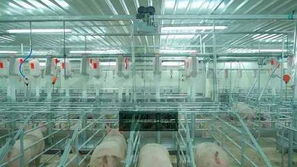 望塵莫及！牧原5元養豬成本背后 資本驅動下的設備革命與成本謎局