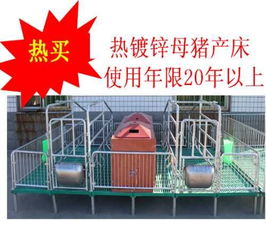 歐牧養(yǎng)豬設(shè)備 探析雙體母豬產(chǎn)床優(yōu)劣與市場(chǎng)報(bào)價(jià)誤區(qū)